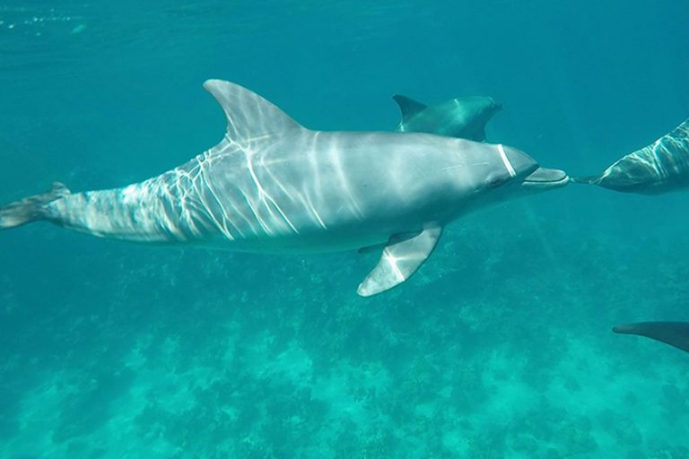 Video: Schnorcheln mit Delfinen in Ägypten
