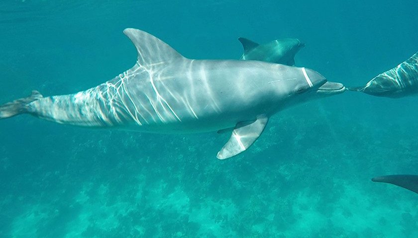 Video: Snorkelling with dolphins in Egypt