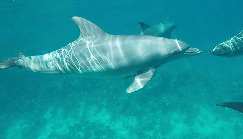 Video: Schnorcheln mit Delfinen in Ägypten