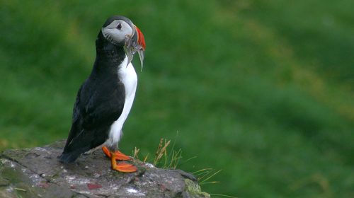 Video: The Faroe Islands – Wild Nature