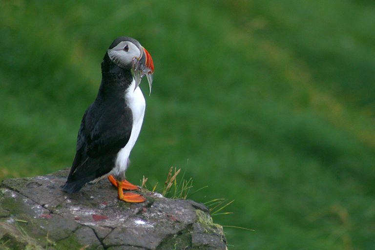 Video: The Faroe Islands – Wild Nature