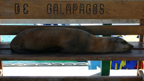 Video: The amazing Galapagos Islands